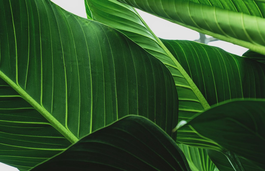 Greenpeel ile Cildinizde Doğal Yenilenme Zamanı